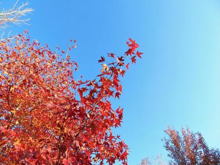 紅葉の風景 紅葉の風景の写真