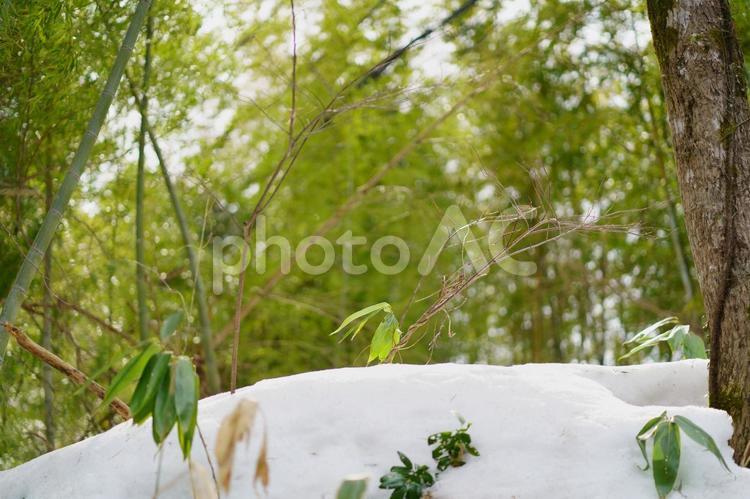 雪が残る林の中で春の陽射しを浴びる笹の葉の景色 林,笹の葉,陽射しの写真素材