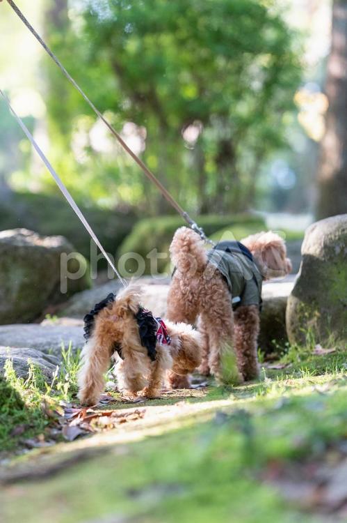 春の公園で散歩するトイプードル トイプードル,トイプー,パピーの写真素材