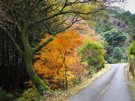 道_037 風景,景色,自然の写真素材