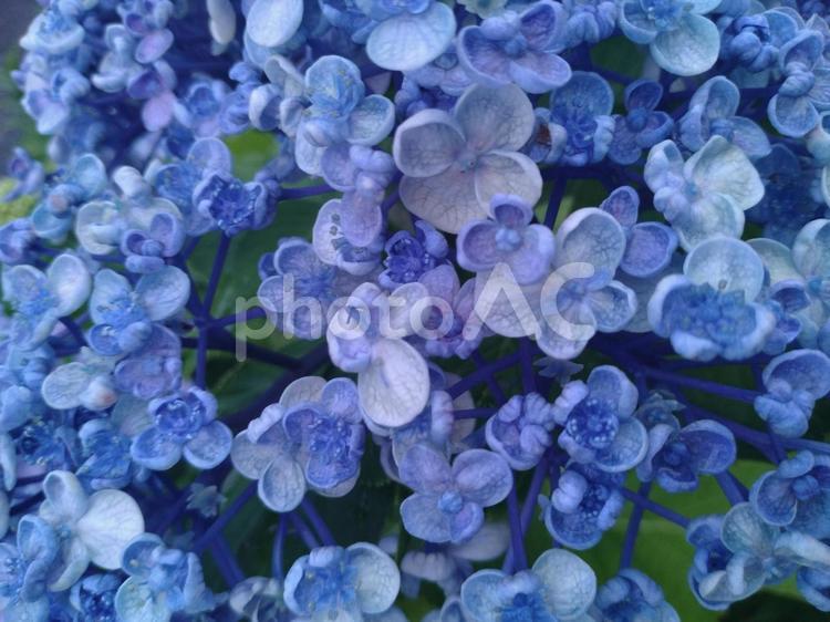 おおきいもちいさいも アジサイ,あじさい,紫陽花の写真素材