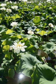 蓮の花 蓮の花の写真