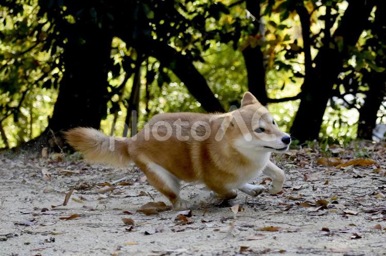 柴犬・全力疾走 柴犬,柴,犬の写真素材