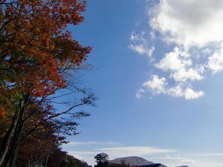 紅葉-10 紅葉-10 紅葉,木,幹の写真素材