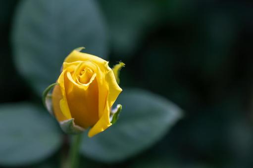 Yellow rose bud, JPG Yellow rose bud, JPG