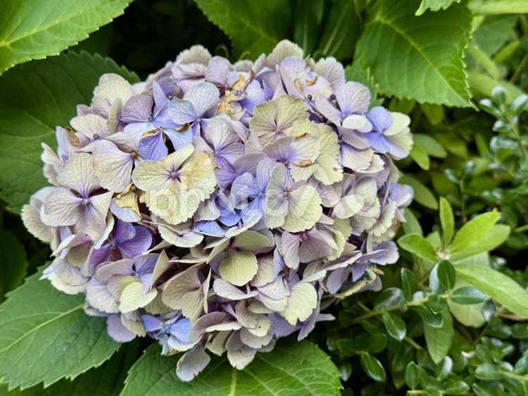 花が散り始めたアジサイ 屋外,あじさい,植え込みの写真素材