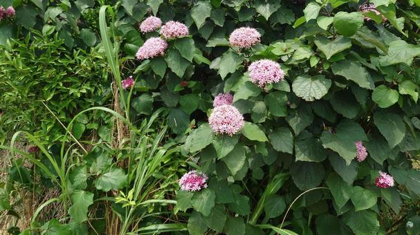 紫陽花 あじさい 紫陽花 あじさいの写真