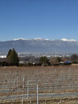 12月のワイン用ぶどう畑と穂高連峰 ワイン用ぶどう畑,景色,畑の写真素材