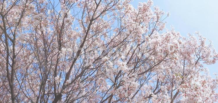 2024.04.06　桜10 桜,さくら,サクラの写真素材