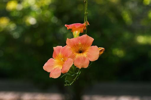 ノウゼンカズラの花 ノウゼンカズラの花 花,ノウゼンカズラ,夏の写真素材