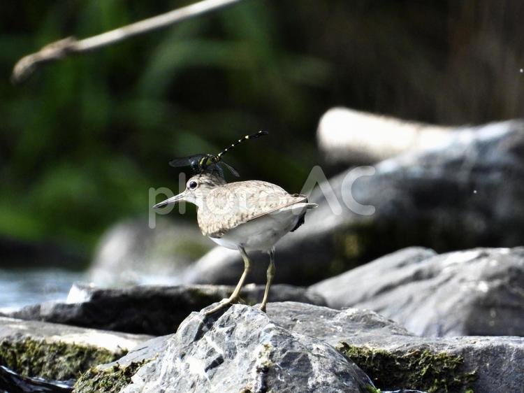 イソシギの頭にとまるトンボ 鳥,野鳥,イソシギの写真素材