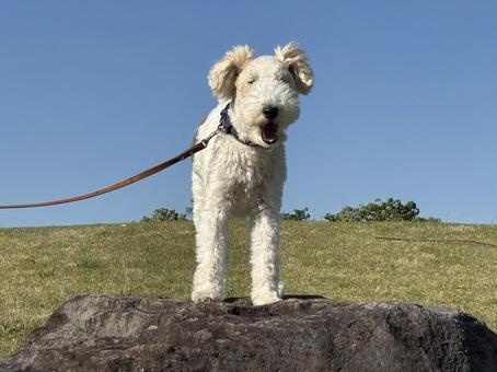 愛犬と散歩 愛犬,散歩,ワイヤーフォックステリアの写真素材
