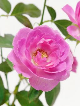 ピンク色のバラ ピンク色のバラ 花,バラ,植物の写真素材