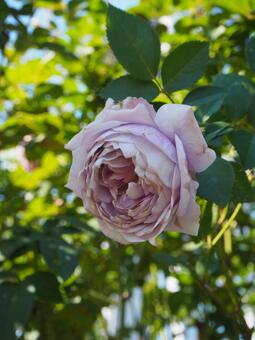 紫の秋薔薇 紫の秋薔薇の写真