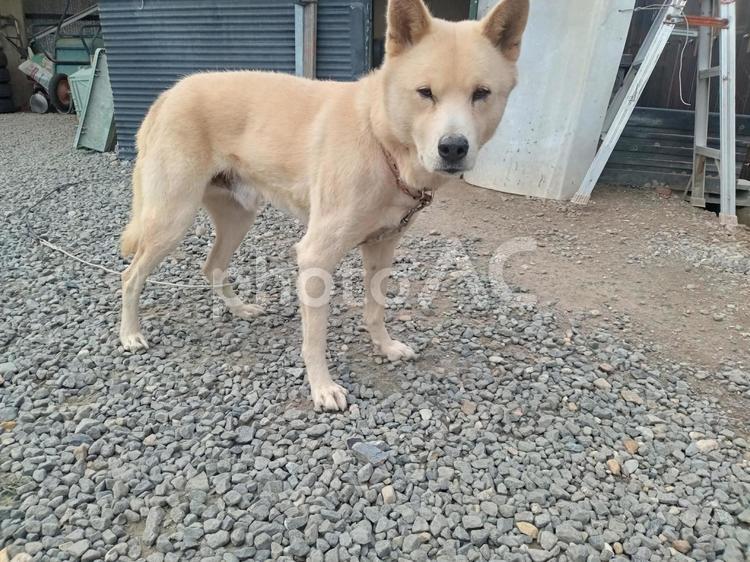 我が家の番犬 犬,雑種,ペットの写真素材