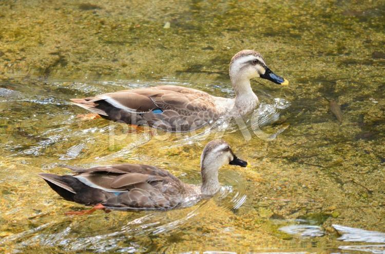 川で泳ぐ2羽のカルガモ カルガモ,野鳥,鳥の写真素材