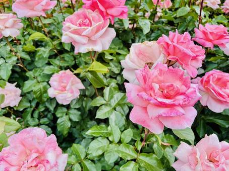 ピンクの薔薇①の写真