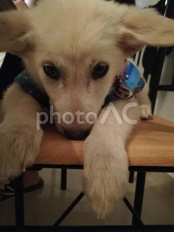 椅子の上でくつろぐ仔犬 犬,仔犬,愛らしいの写真素材