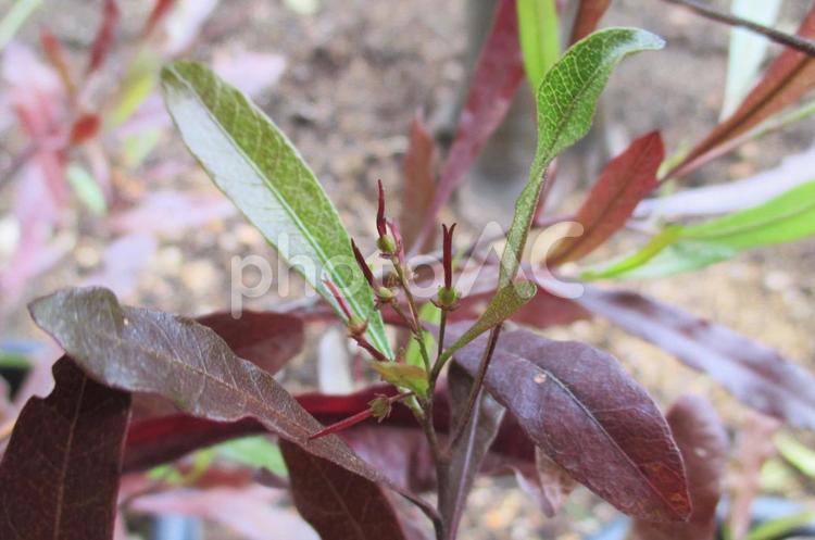 ドドナエアの蕾 ドドナエア,蕾,植物の写真素材