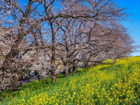 熊谷桜堤の桜 熊谷桜堤の桜 桜,ソメイヨシノ,菜の花の写真素材