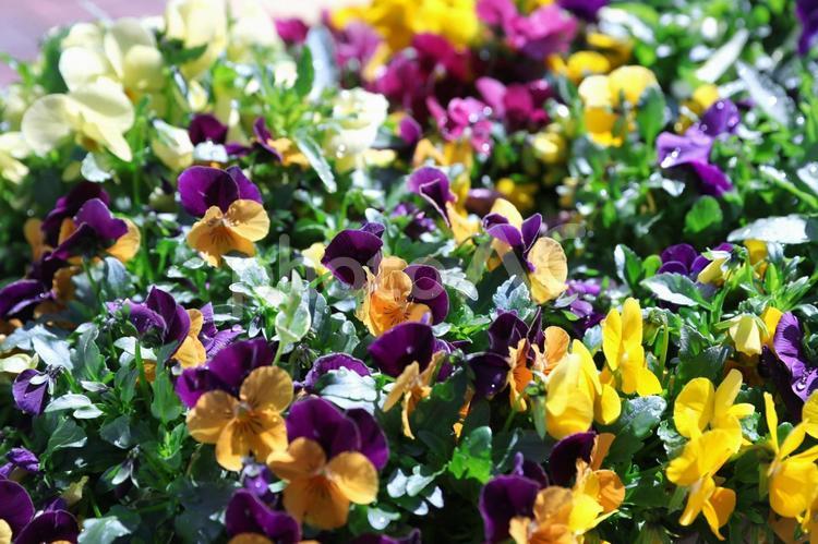 ビオラ（ヴィオラ） ビオラ,ヴィオラ,花の写真素材