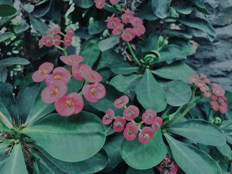 ハナキリン,花麒麟, ハナキリン,花麒麟,の写真