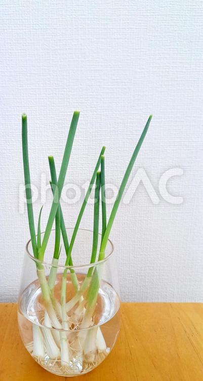 ネギの再生栽培 ネギ,再生栽培,食べ物の写真素材