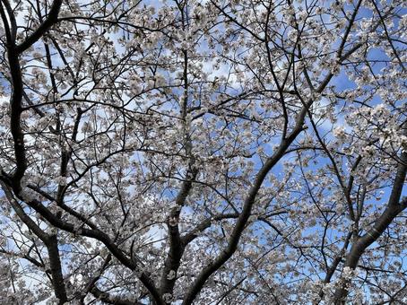 桜 桜の写真
