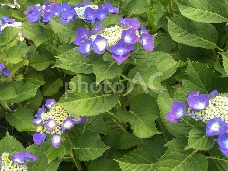 雨上がりのガクアジサイ ガクアジサイ,梅雨の花,梅雨の写真素材