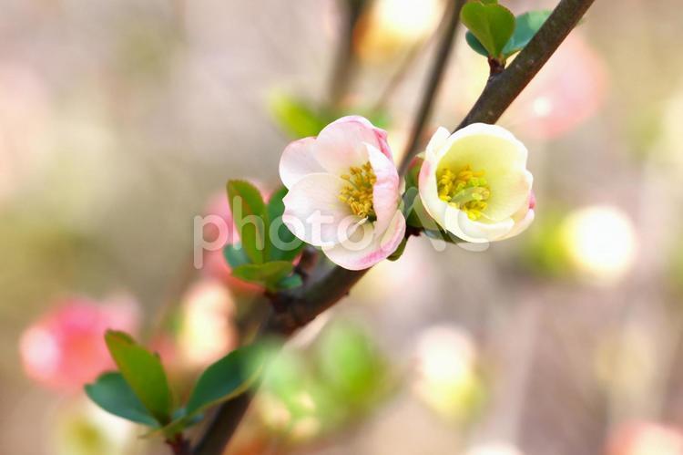 早春の花　淡い色のボケの花２輪 ボケ,淡い,幻想的の写真素材