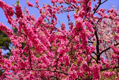 Photo, kirschbaum, kirschblüten, sakura, 