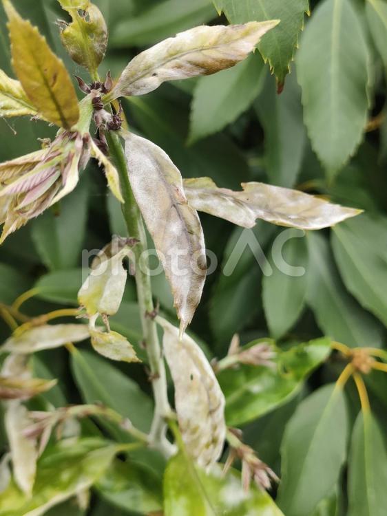 うどんこ病のアラカシ うどんこ病,アラカシ,どんぐりの木の写真素材