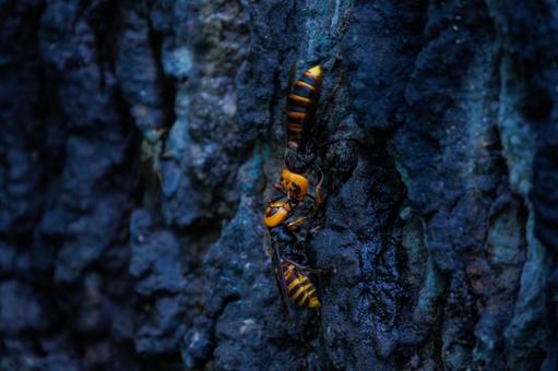 報交換をしながら樹液を吸うスズメバチ 昆虫,虫,自然の写真素材