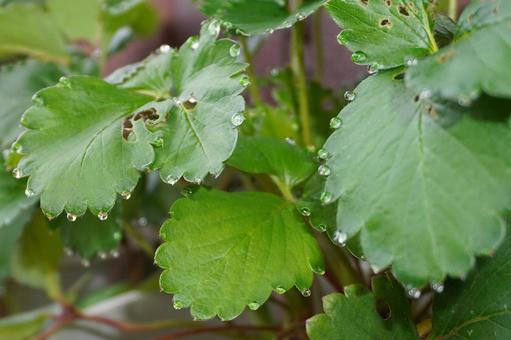 鉢植え苺苗の葉っぱと水滴06 苺苗,イチゴ,苗の写真素材