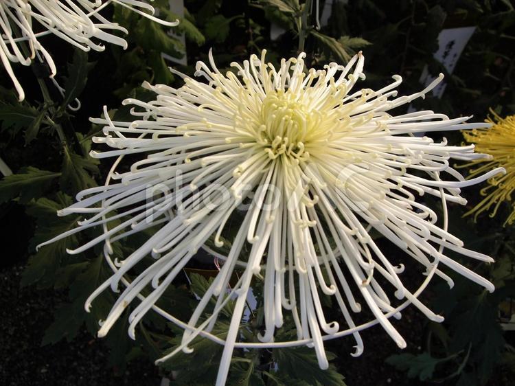 白菊の見事な咲き方 菊,花,秋の花の写真素材