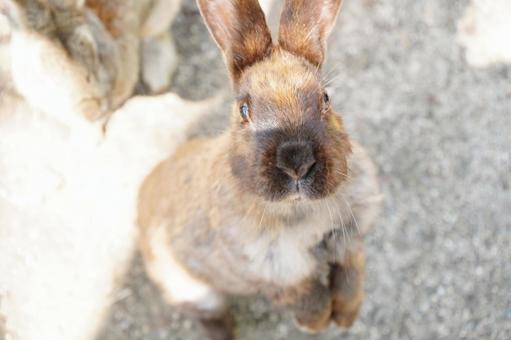 広島 大久野島 うさぎ島のうさぎ8 うさぎ,兎,卯の写真素材