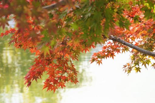 紅葉と小川 紅葉と小川の写真
