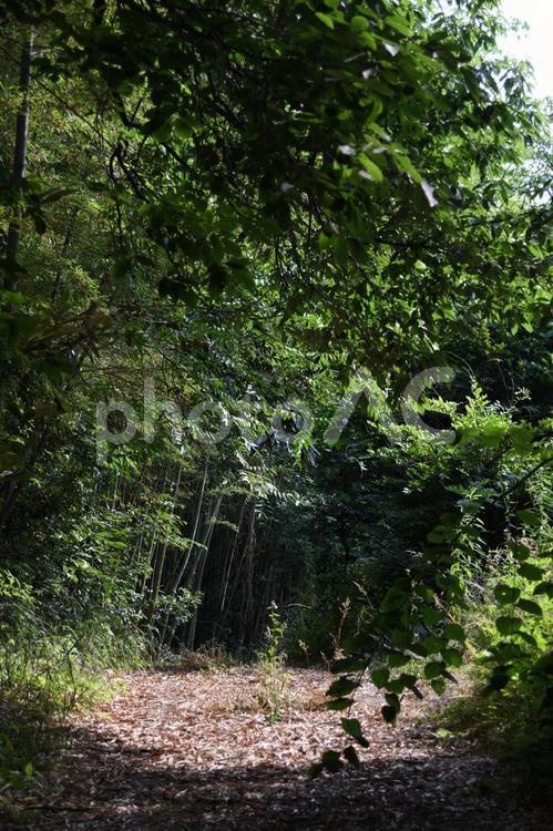 陽だまり　縦 陽だまり,森の中,山の中の写真素材