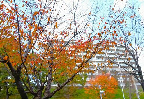 紅葉越しのマンション 秋,木々,黄葉の写真素材
