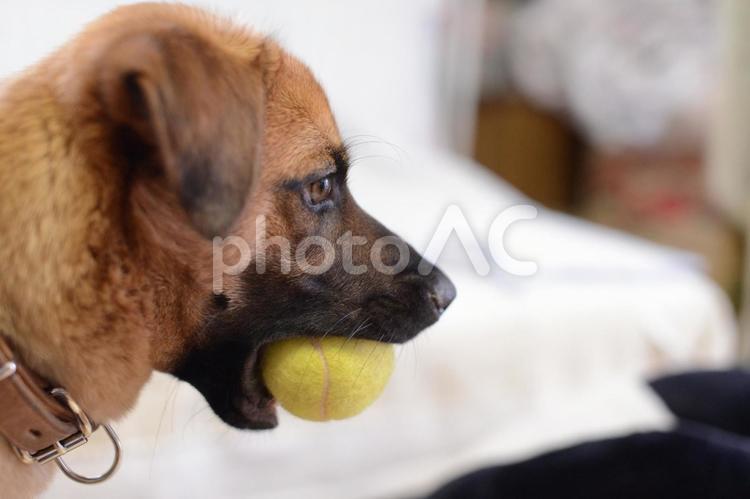 テニスボールをくわえるわんちゃん♪ 犬,どうぶつ,いきものの写真素材