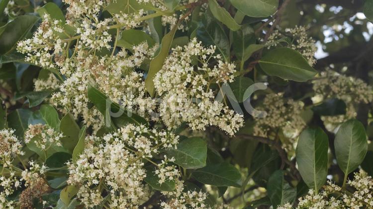 珊瑚樹（サンゴジュ）の花 珊瑚樹,サンゴジュ,花の写真素材