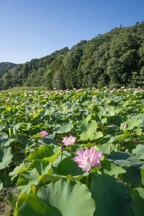 蓮の花 蓮の花,ハスの花,花の写真素材