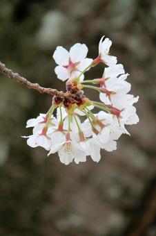 cherry blossoms, JPG cherry blossoms, JPG