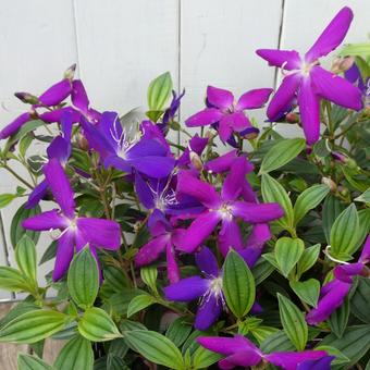 ノボタン コートダジュールの花のアップ ノボタン コートダジュールの花のアップの写真