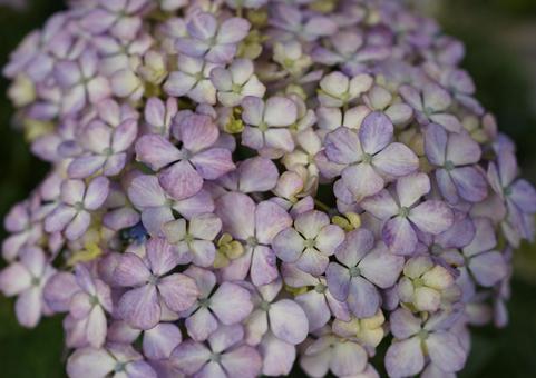 紫陽花2024 紫陽花2024の写真