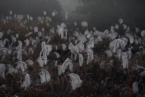 ススキ ススキ,植物,草の写真素材