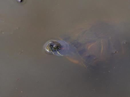 池を泳ぐアカミミガメ 池を泳ぐアカミミガメの写真