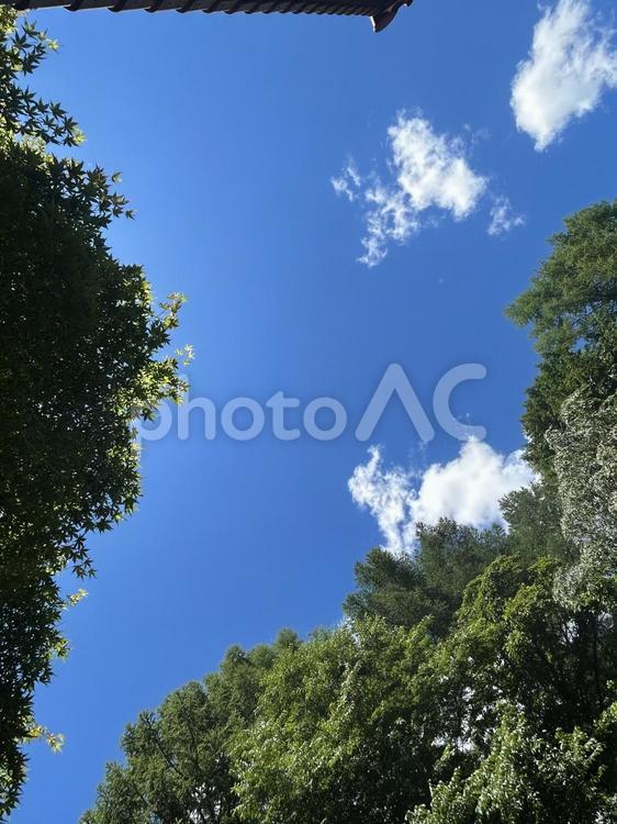 空を見上げて 空,雲,青空の写真素材