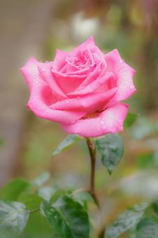 初夏のバラ(23) 初夏のバラ(23)の写真