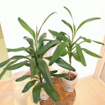 観葉植物 ドラセナグローカル 4号鉢 観葉植物 ドラセナグローカル 4号鉢の写真